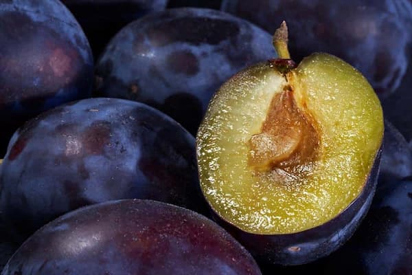 تصویر 4 از قیمت آلو جنگلی تازه + خرید باور نکردنی